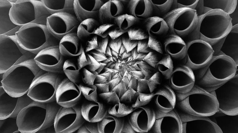 Fleur de dahlia noir en noir et blanc