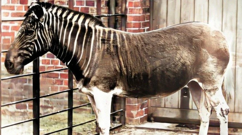 Quagga des années 1800 en captivité