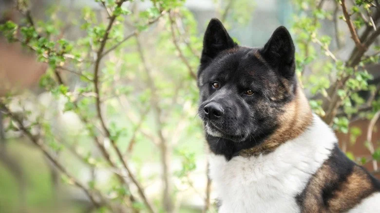Portrait of Akita greenery