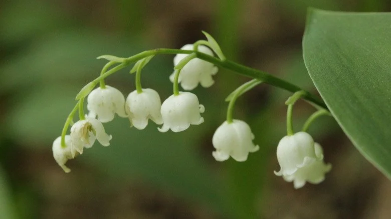 fleur de muguet blanche avec feuille verte