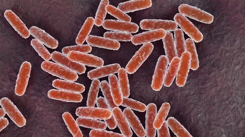 Illustration 3D de la bactérie Yersinia pestis responsable de la peste bubonique