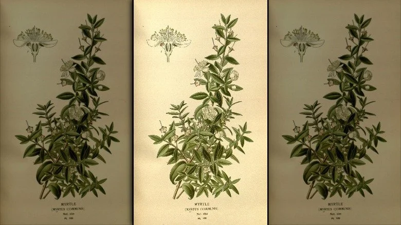 Illustration botanique de la myrte