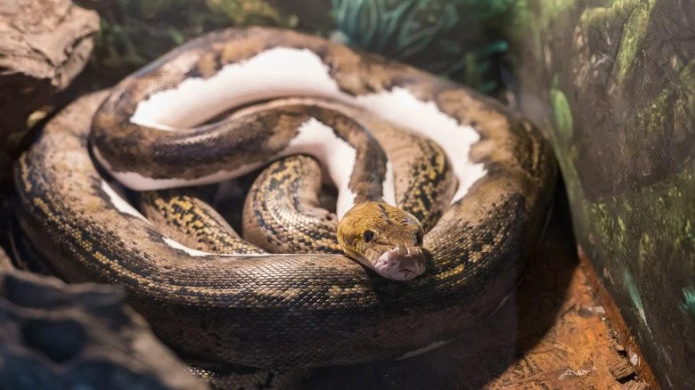 Un boa constrictor enroulé dans un tank