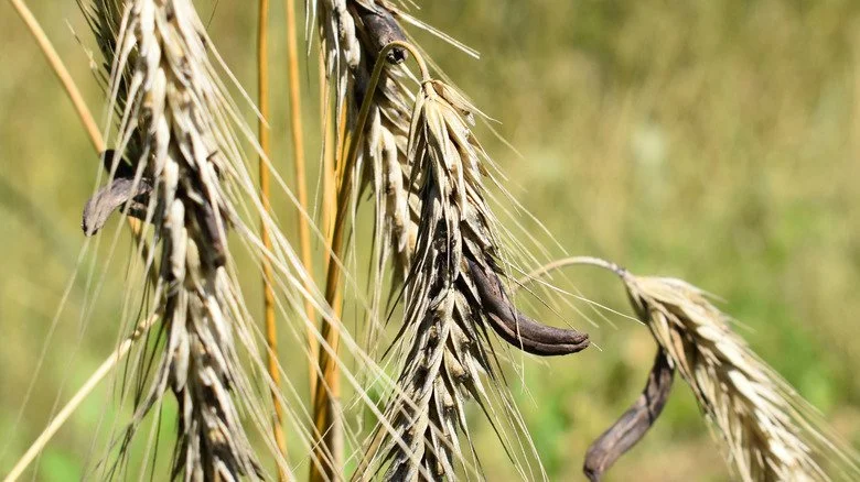 Seigle infecté par le champignon de l'ergot en gros plan