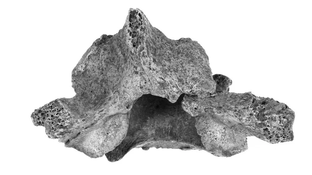 Une vertèbre mystérieuse