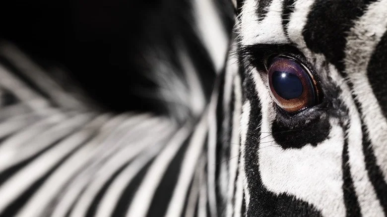 Gros plan sur l’œil d’un zèbre