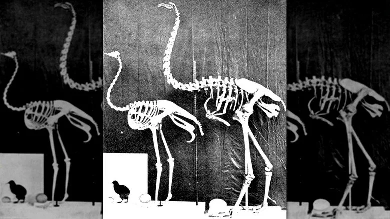 Comparaison de squelettes de moa, d'autruche et de kiwi
