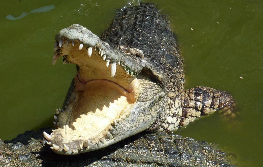 Attaque d'un alligator sur des kayakistes en Floride