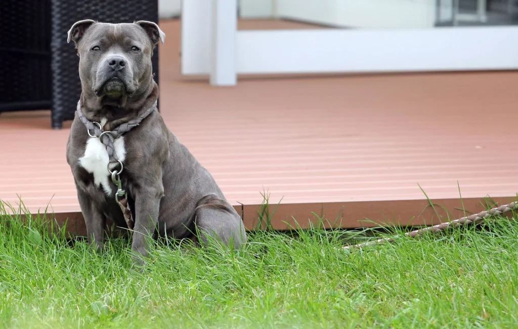 Attaque de Pitbulls à Villeurbanne : Un Sexagénaire Blessé