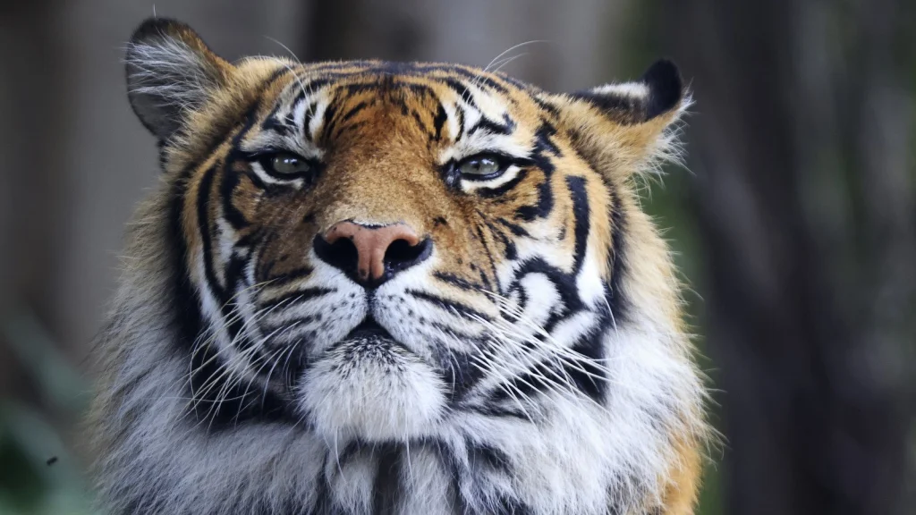 Attaque de tigre à Big Cat Rescue : un employé blessé