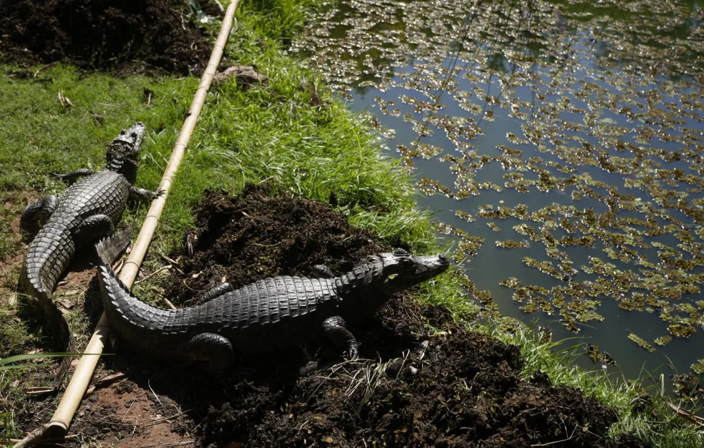 Bolivie : Survie extrême de passagers bloqués dans un marais