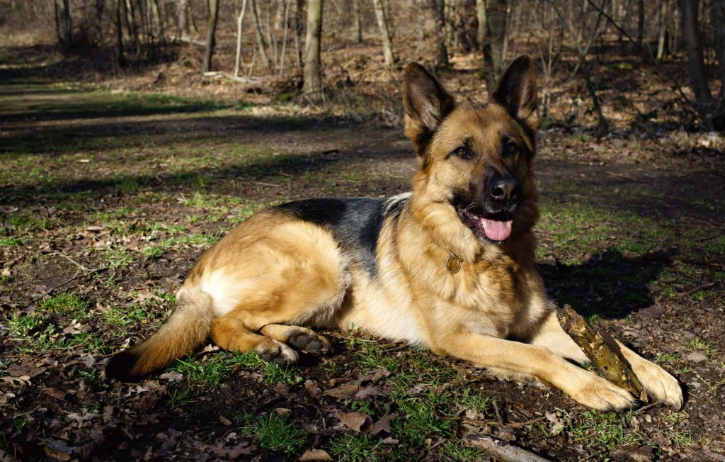 Chien secouru après quatre jours coincé entre deux murs en Eure
