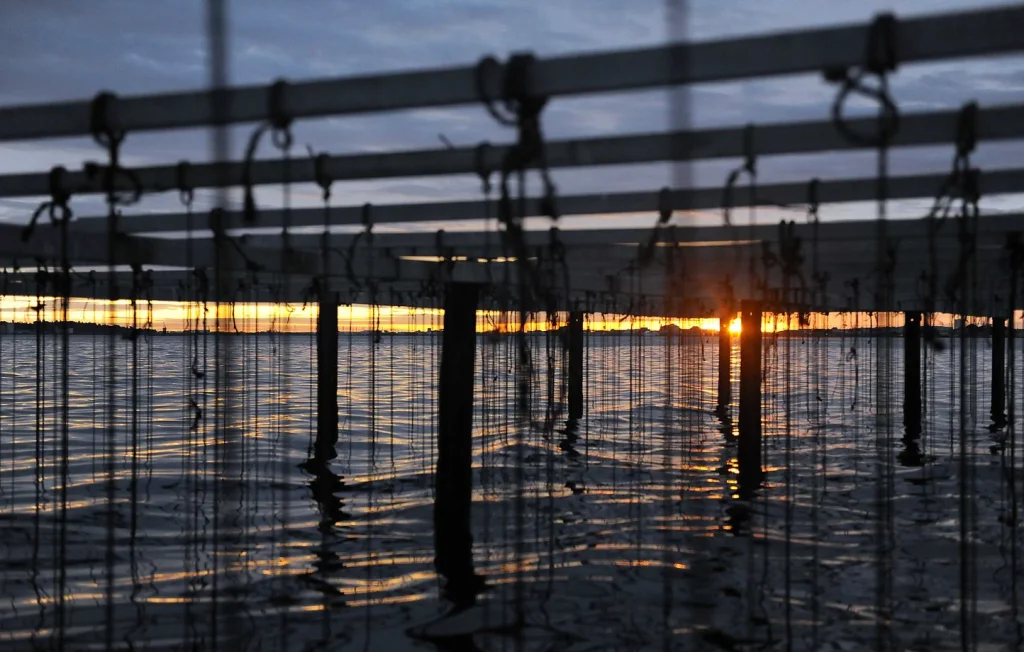 Décès tragique d'un ostréiculteur sur l'étang de Thau