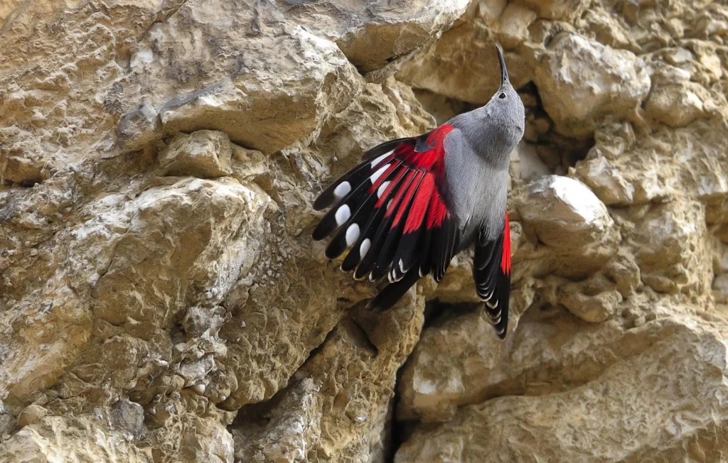 Découvrez le tichodrome échelette, oiseau méconnu des montagnes