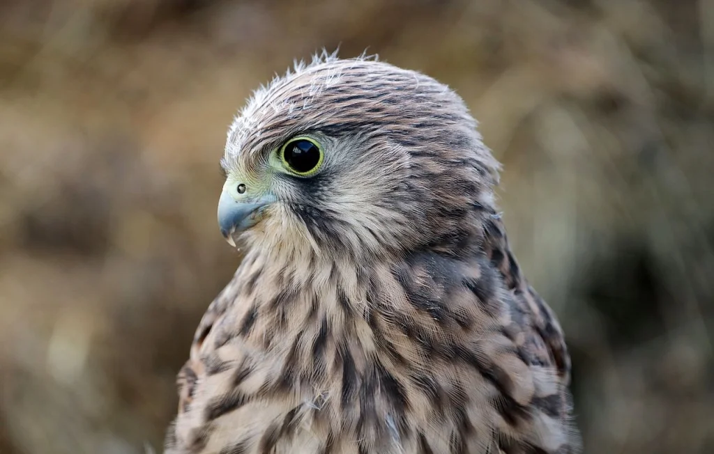 Des fauconneaux filmés en direct à la cathédrale d'Albi