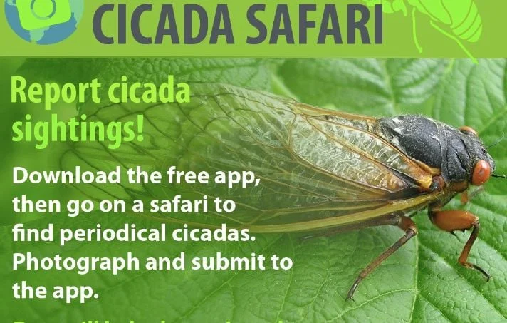 Des millions de cigales envahissent le sud des États-Unis