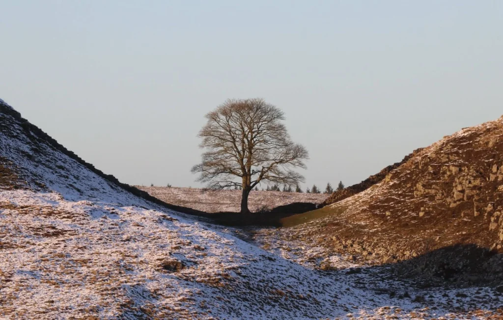 Deux hommes condamnés pour l'abattage d'un arbre légendaire