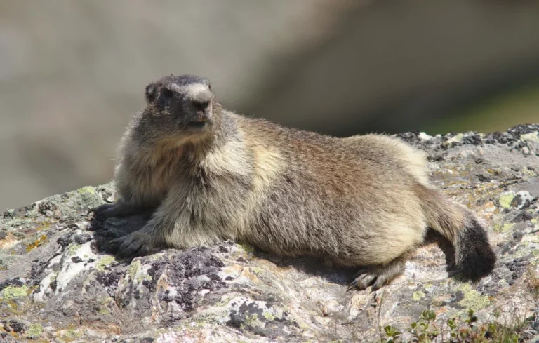 Deux marmottes créent un embouteillage en Chine