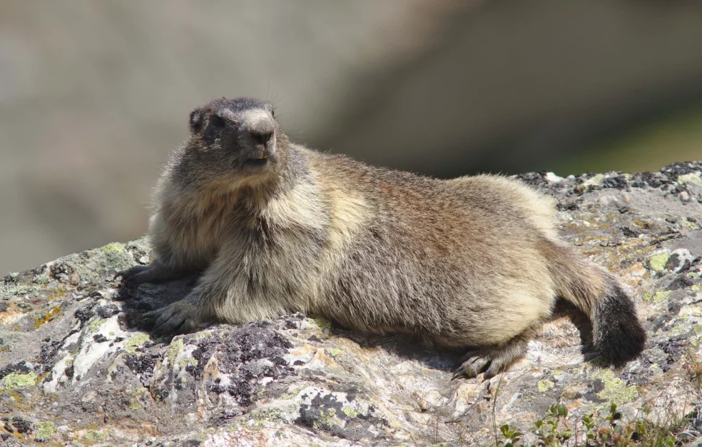Deux marmottes créent un embouteillage en Chine