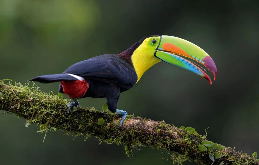 Dix toucans morts découverts dans un camion en Moselle