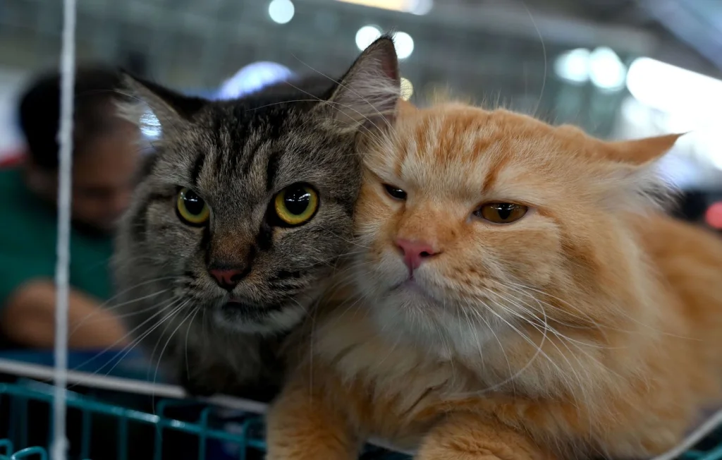 Espagne : Trois jours de congé pour le décès d'un animal de compagnie