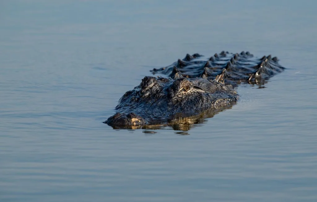 Femme tuée par un alligator en Floride lors d'une sortie en canoë
