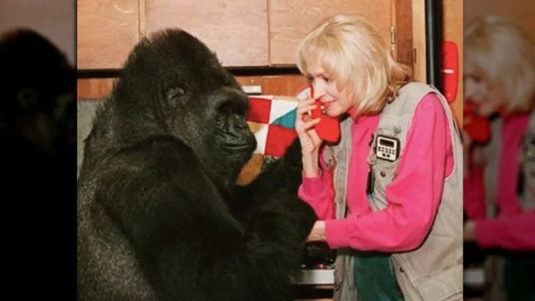 Koko, la gorille polyglotte : ses capacités de communication