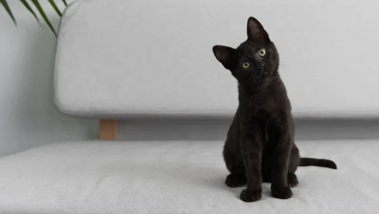 L&rsquo;Inquisition et les Chats Noirs : Une Histoire Étrange