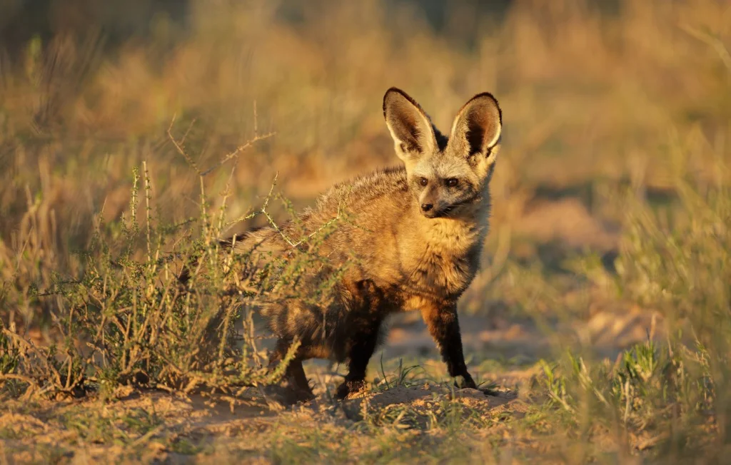 Le Renard à Oreilles de Chauve-Souris en Afrique de l'Est