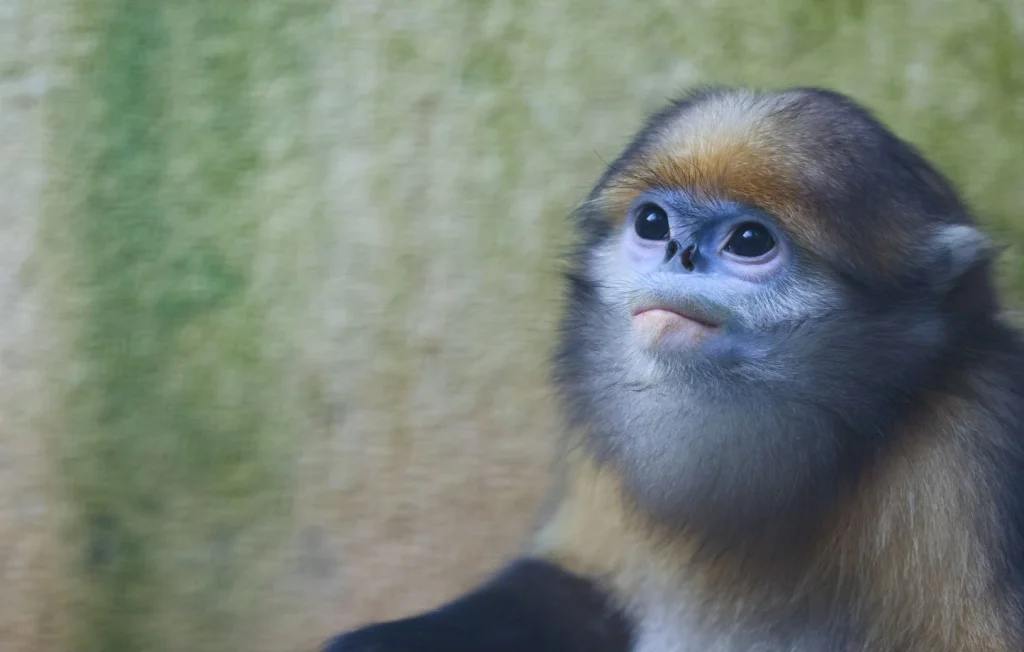 Le zoo de Beauval accueille des singes dorés chinois uniques