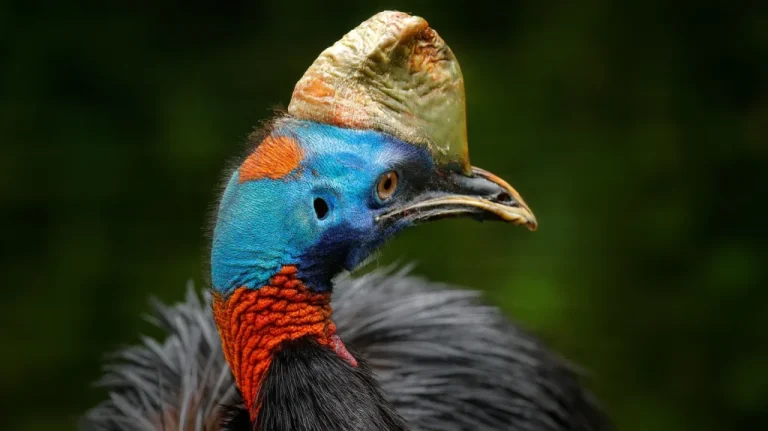 Les Oiseaux les Plus Dangereux du Monde Aujourd&rsquo;hui