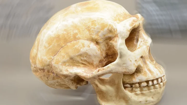Les Premiers Humains Connus en Asie : Une Révélation Scientifique