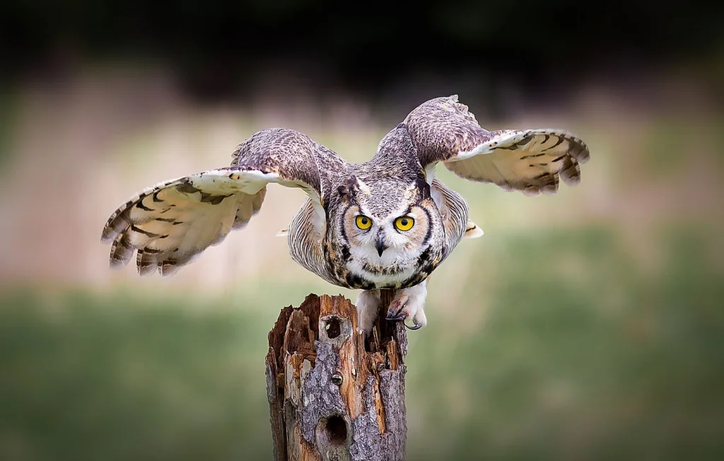 Les pompiers sauvent un hibou dans les Bouches-du-Rhône