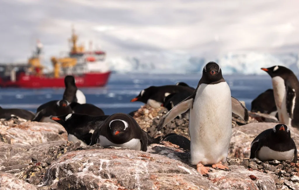 Manchots de l'Antarctique : Leurs excréments contre le climat