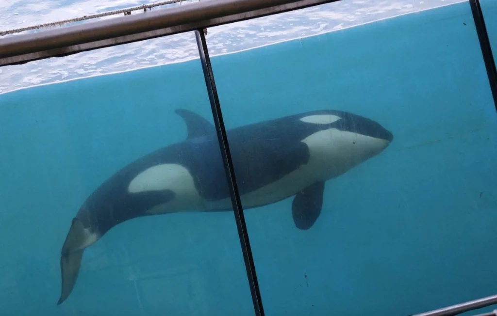 Marineland : Orques et dauphins en danger à Antibes