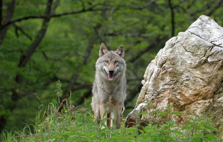 Mort d&rsquo;un loup gris : enquête ouverte en Yvelines