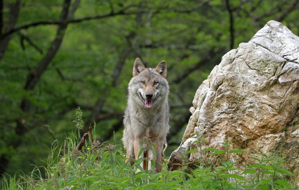 Mort d'un loup gris : enquête ouverte en Yvelines
