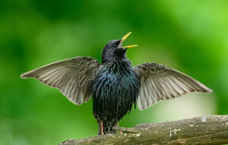 Morts mystérieuses d&rsquo;oiseaux en Californie : enquête ouverte