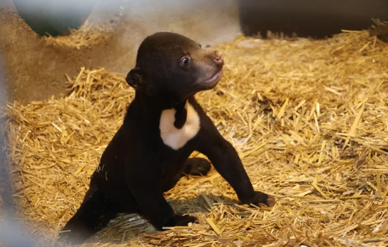 Naissance Exceptionnelle d&rsquo;une Oursonne Malais en France