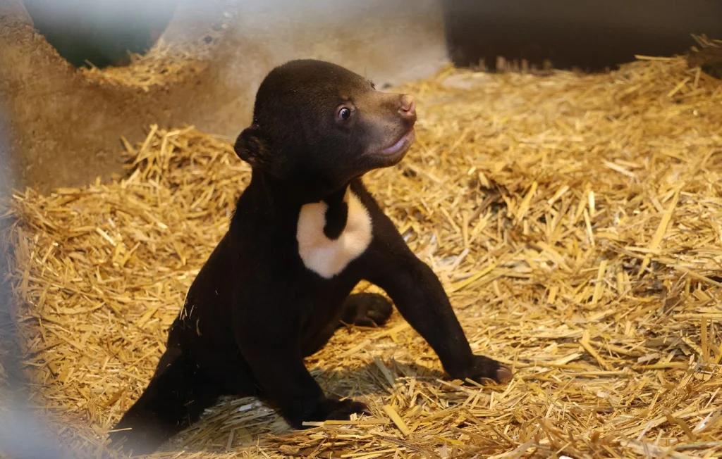 Naissance Exceptionnelle d'une Oursonne Malais en France