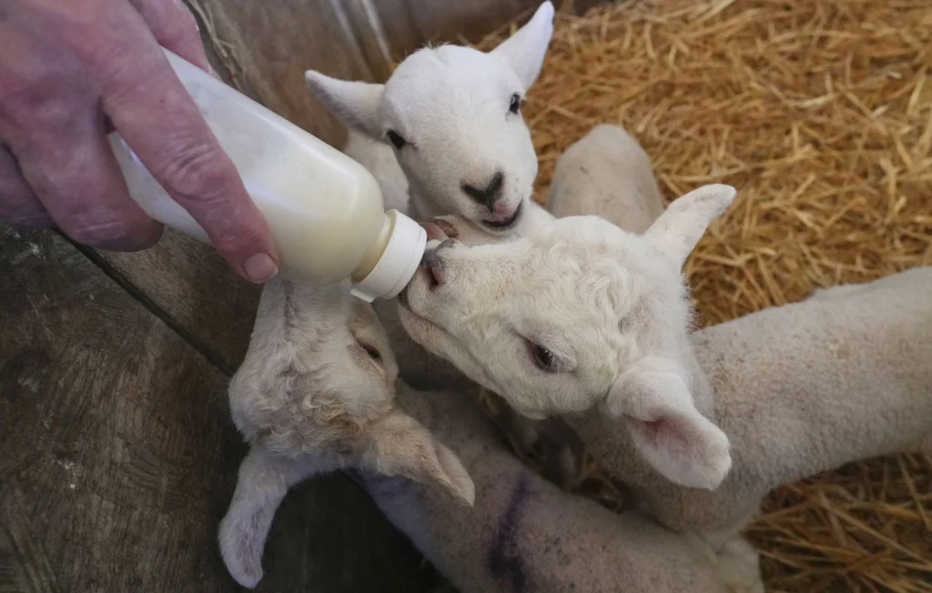 Orage tragique : 3.000 agneaux morts dans le Tarn