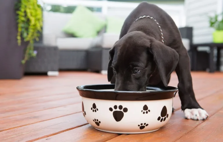 Pourquoi réhydrater les croquettes de votre chien ?