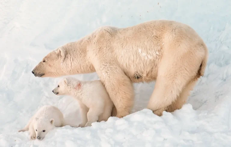 Premières biopsies sur des ours polaires au Svalbard