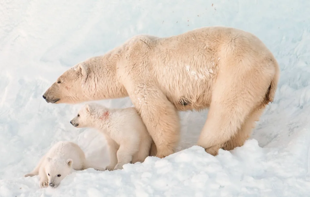 Premières biopsies sur des ours polaires au Svalbard