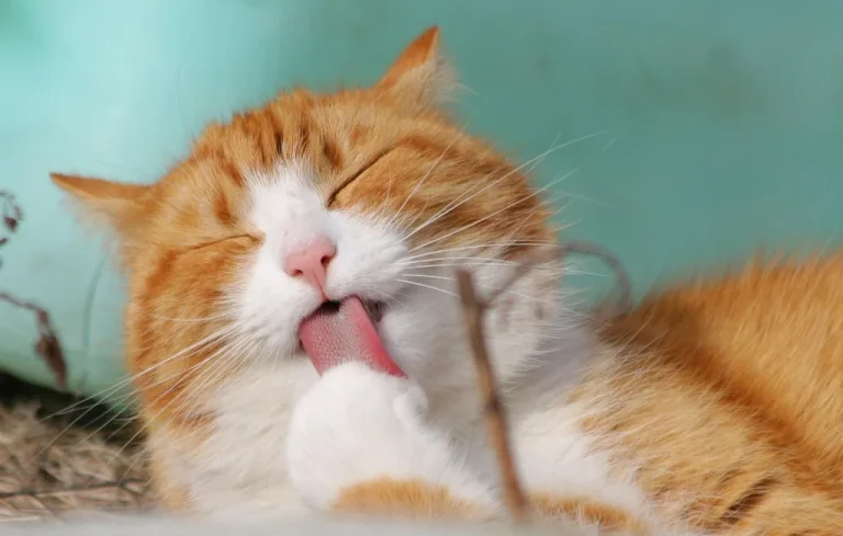 Quand s&rsquo;inquiéter si votre chat perd ses griffes ?