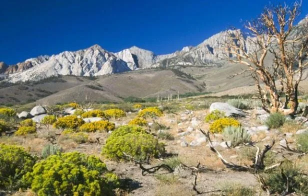 Randonneuse retrouvée vivante après deux semaines en Californie