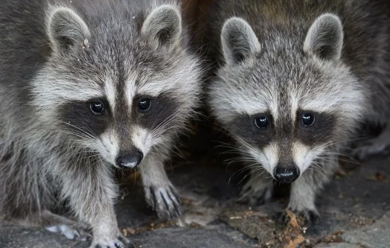 Raton laveur : un animal mignon mais envahissant en France