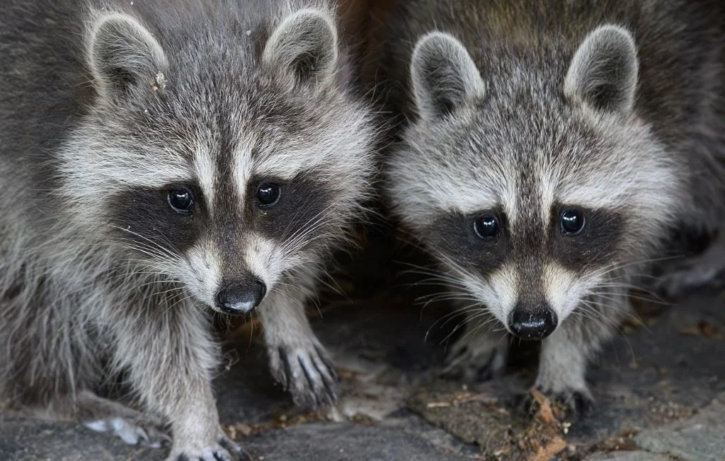 Raton laveur : un animal mignon mais envahissant en France