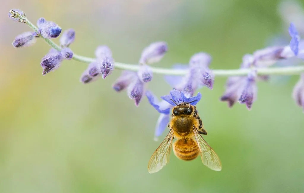 Réintroduction des néonicotinoïdes : débat enflamme l'Assemblée