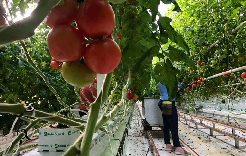 Serres en France : Autonomie alimentaire ou artificialisation ?